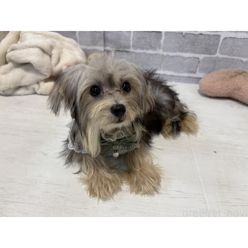 販売中の東京都のミックス犬-384236の2枚目