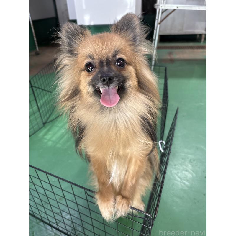 販売中の東京都のポメラニアン-361733の3枚目