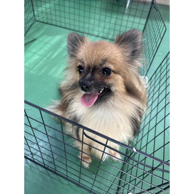 販売中の東京都のポメラニアン-361733の2枚目