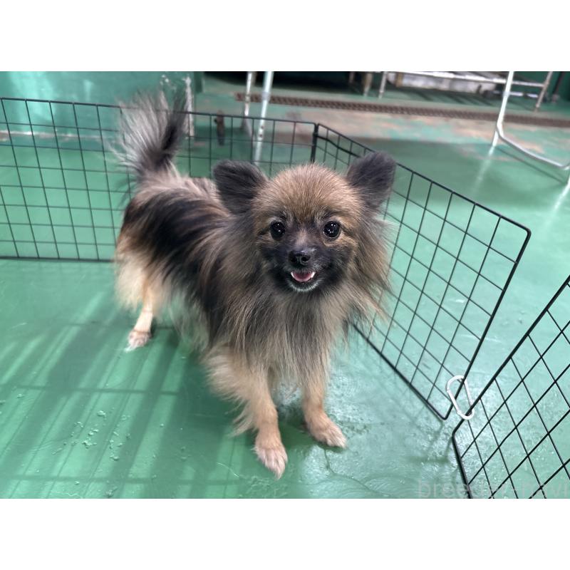販売中の東京都のポメラニアン-361734の2枚目