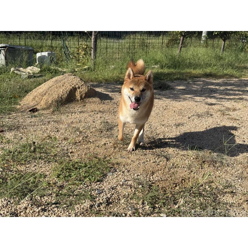 販売中の岡山県の柴犬-415259の6枚目