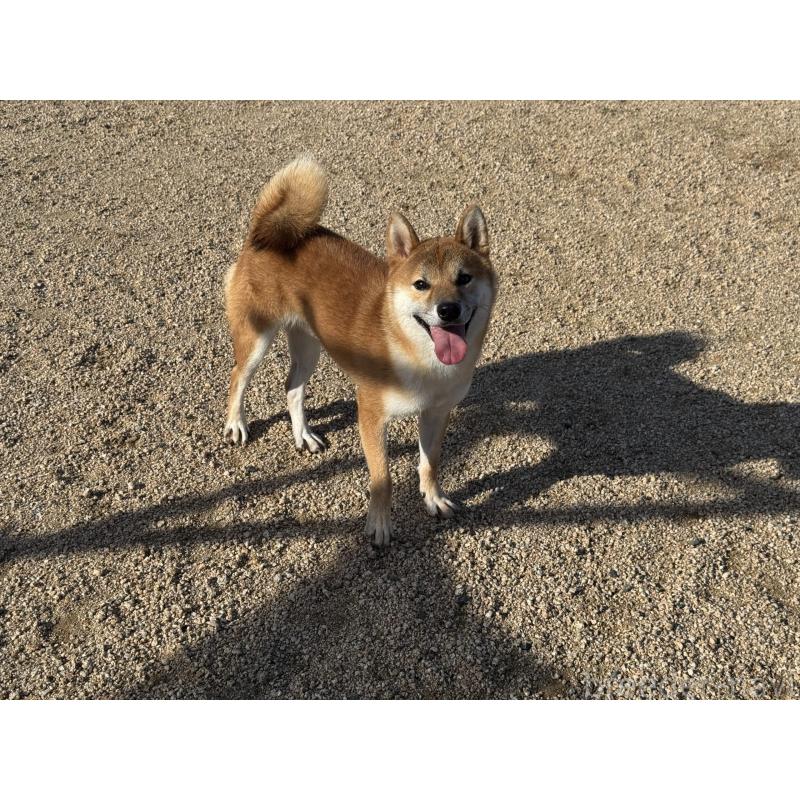 販売中の岡山県の柴犬-415259の5枚目