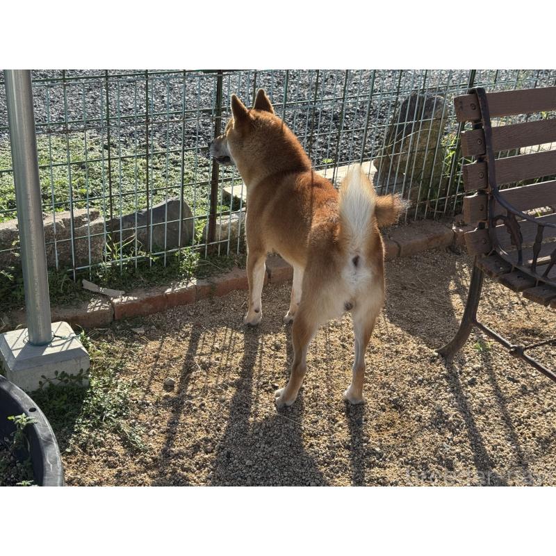 販売中の岡山県の柴犬-415259の4枚目
