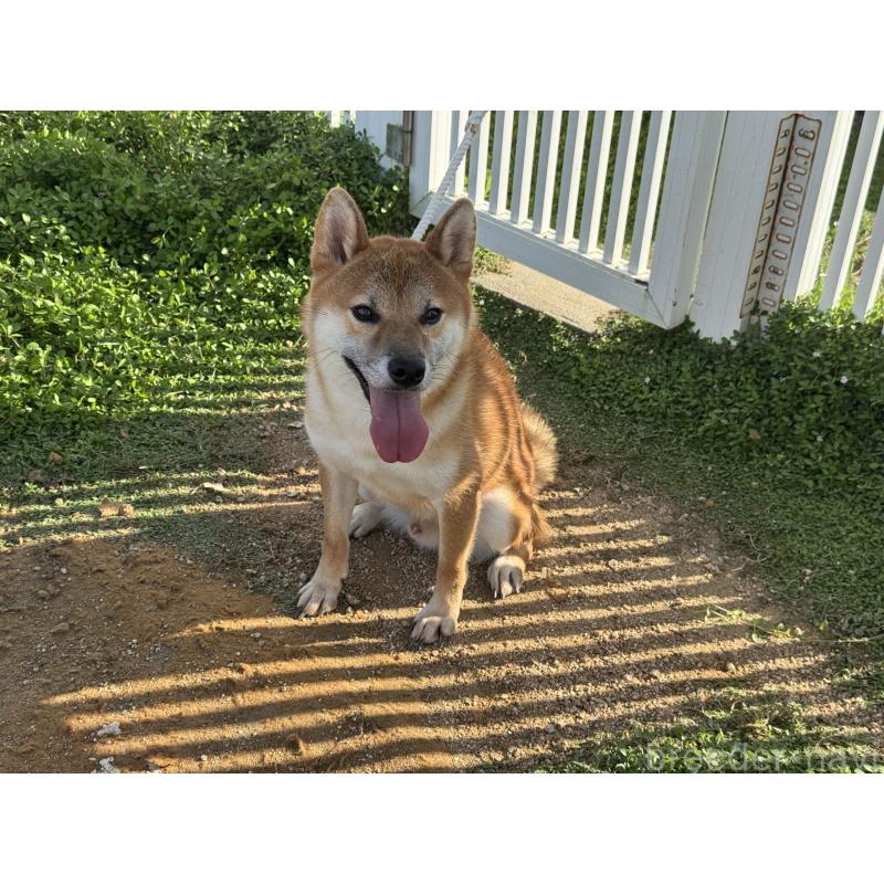 販売中の岡山県の柴犬-415259の3枚目