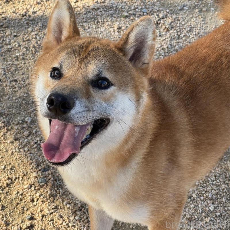 販売中の岡山県の柴犬-415259の1枚目