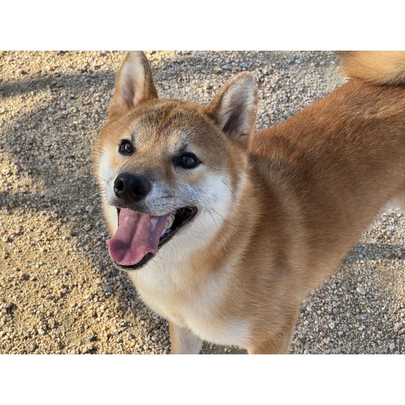 販売中の岡山県の柴犬-415259の2枚目