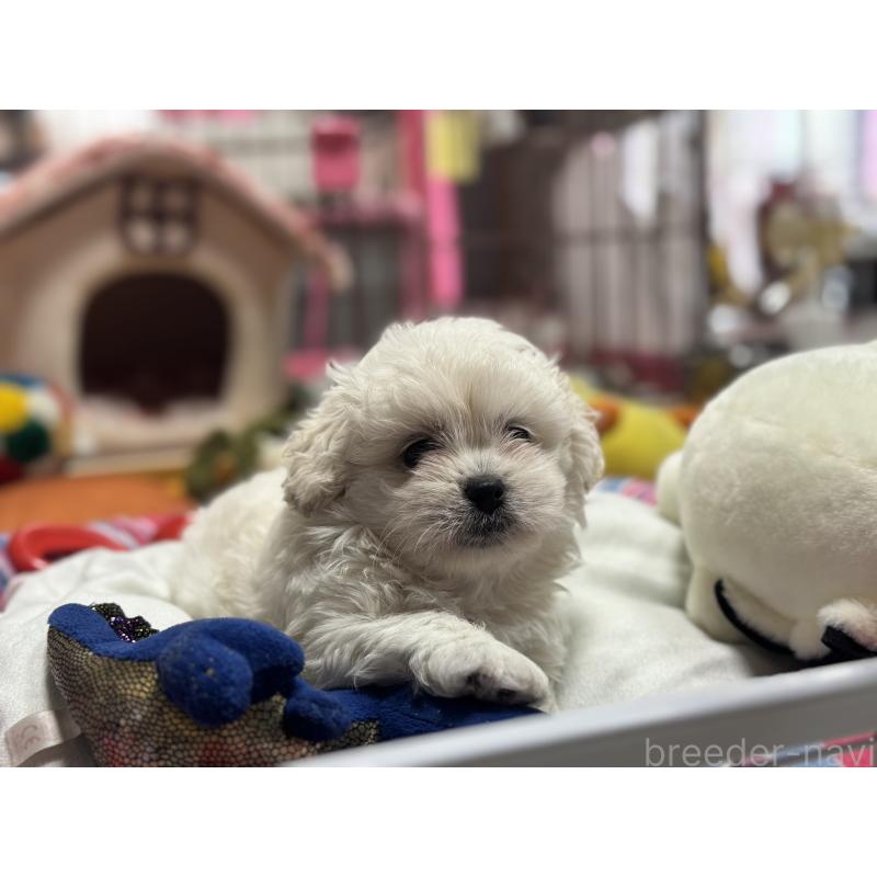 販売中の岐阜県のミックス犬-408333の6枚目