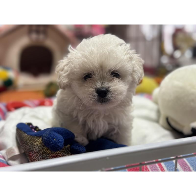 販売中の岐阜県のミックス犬-408333の5枚目