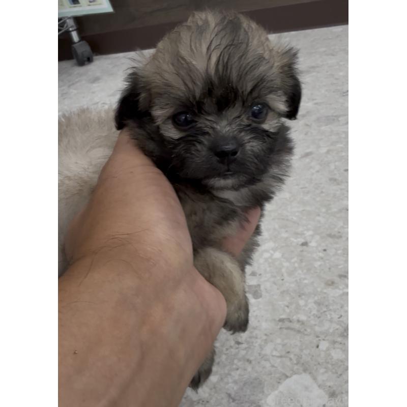 販売中の福岡県のミックス犬-415263の8枚目