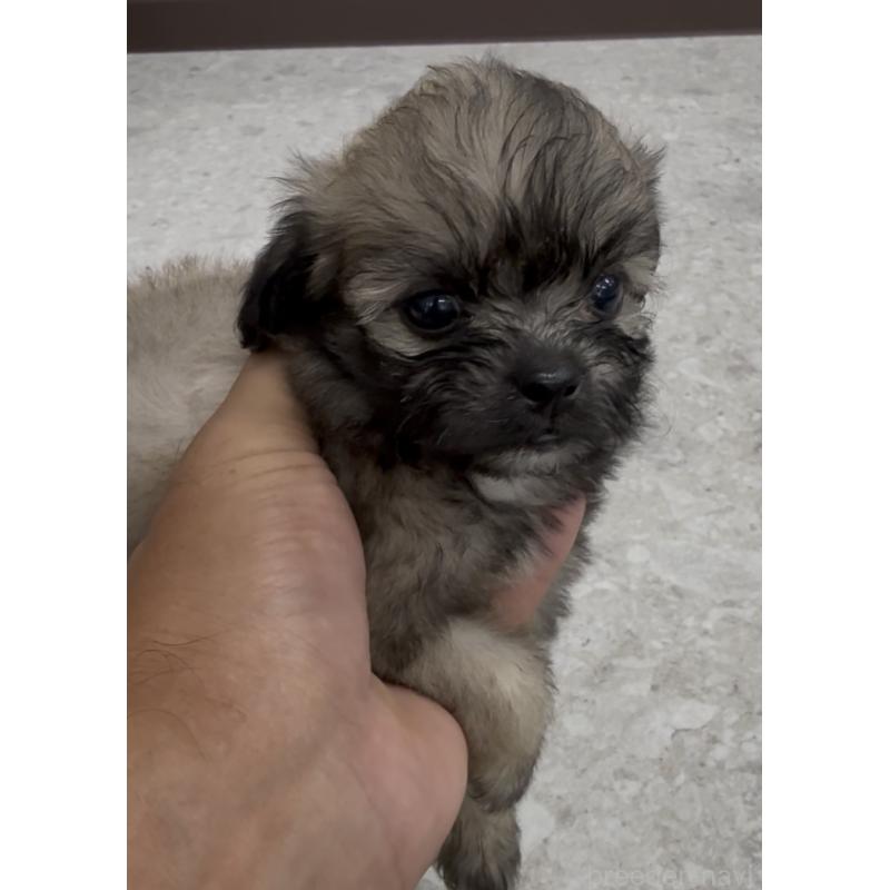 販売中の福岡県のミックス犬-415263の7枚目