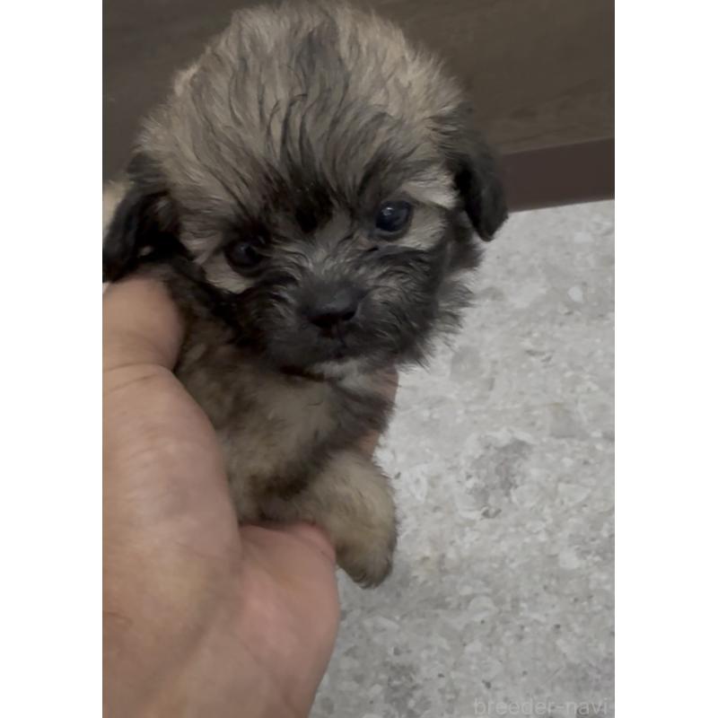 販売中の福岡県のミックス犬-415263の6枚目