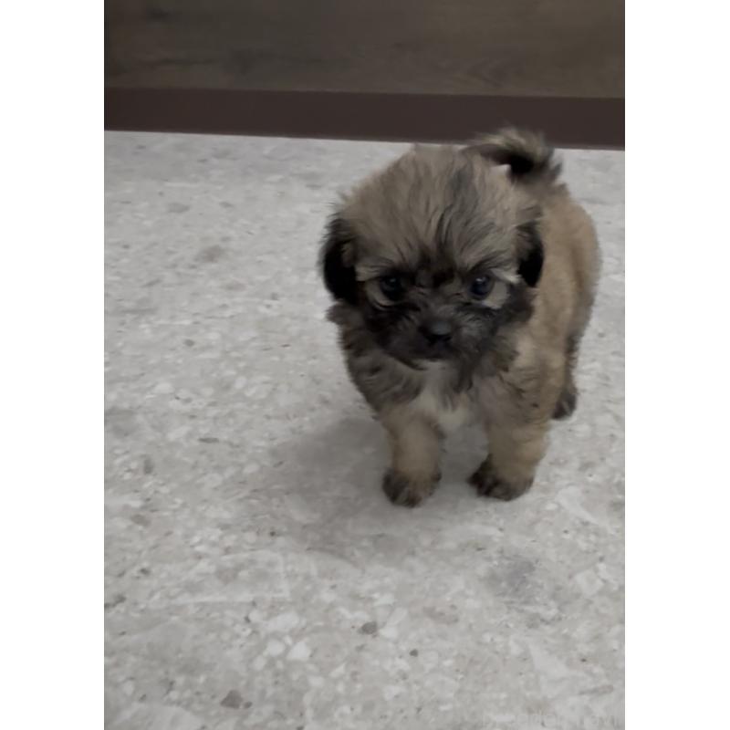 販売中の福岡県のミックス犬-415263の5枚目
