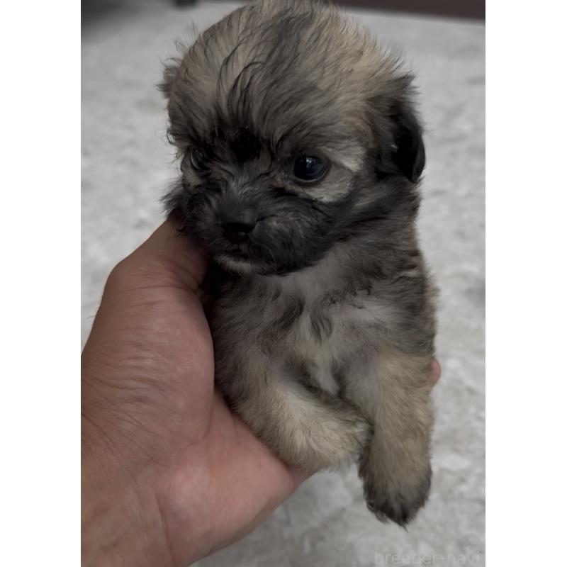 販売中の福岡県のミックス犬-415263の3枚目
