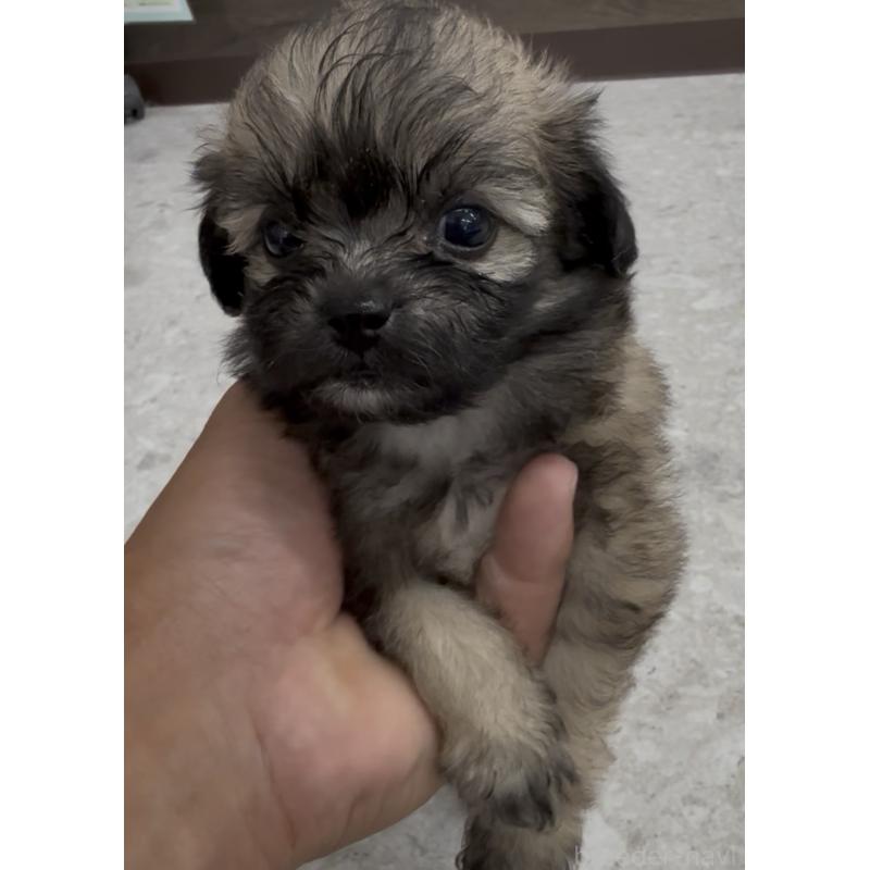 販売中の福岡県のミックス犬-415263の2枚目