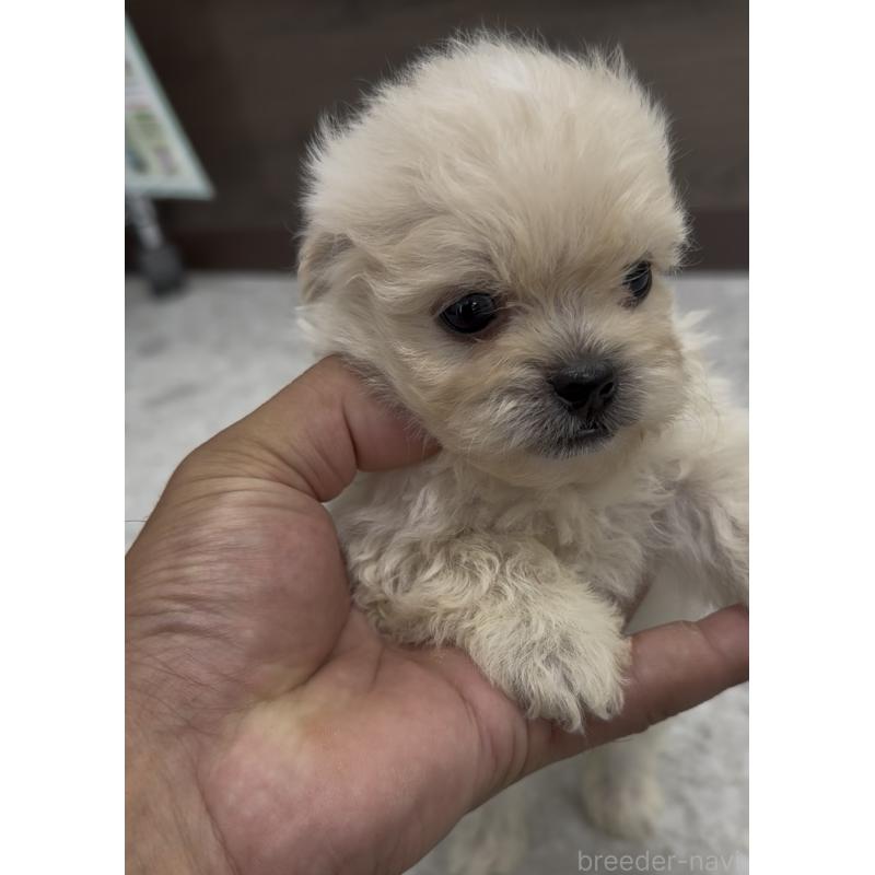 販売中の福岡県のミックス犬-415272の3枚目