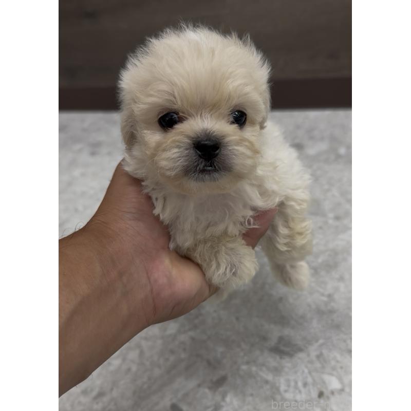 販売中の福岡県のミックス犬-415272の2枚目