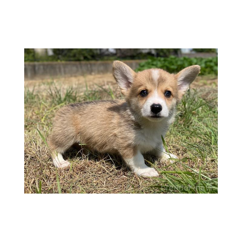 販売中の長野県のウェルシュコーギーペンブローク-415271の3枚目