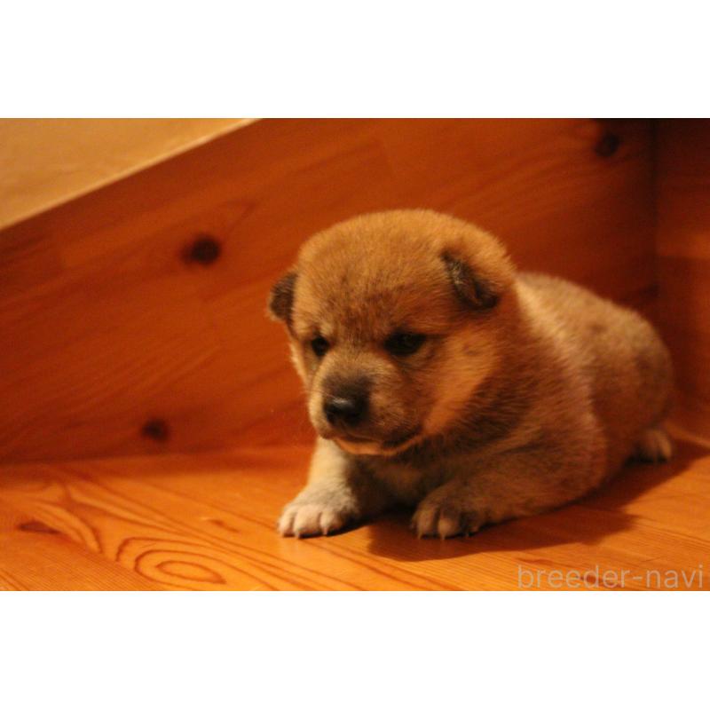 販売中の北海道の柴犬-415279の6枚目