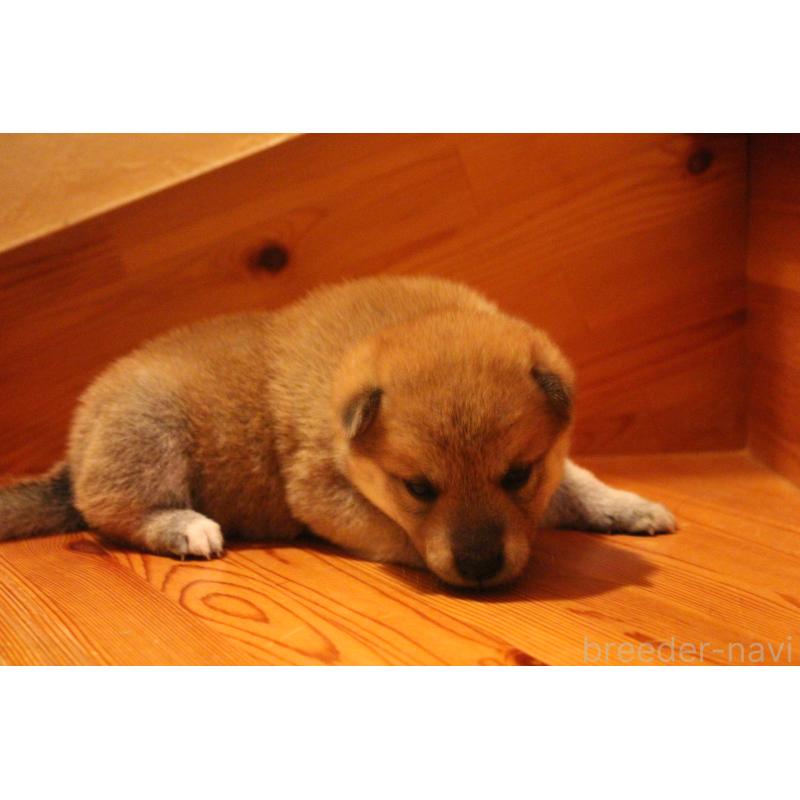 販売中の北海道の柴犬-415279の5枚目