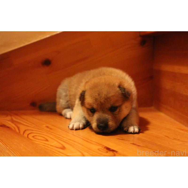 販売中の北海道の柴犬-415279の4枚目