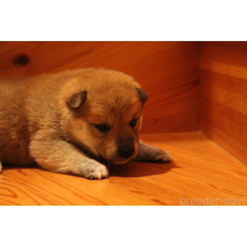 販売中の北海道の柴犬-415279の3枚目