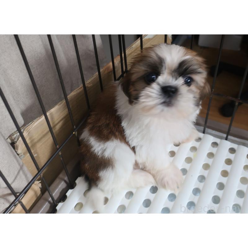 販売中の長崎県のシーズー-415275の4枚目