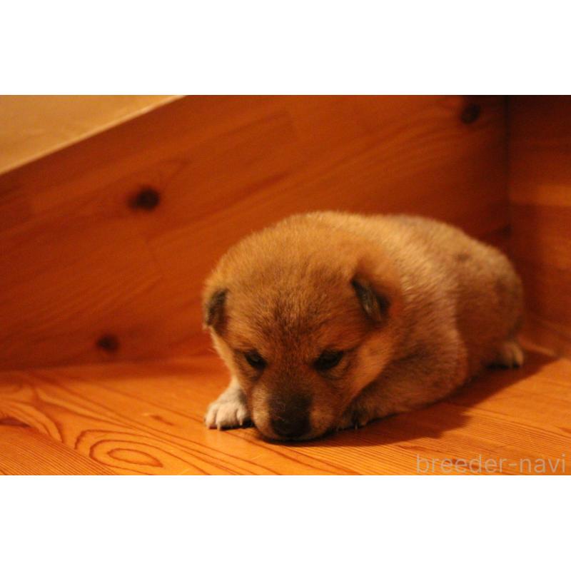 販売中の北海道の柴犬-415279の2枚目