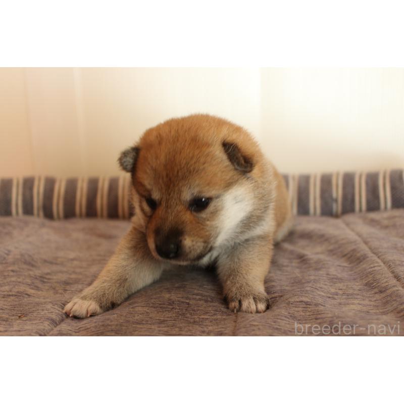 販売中の北海道の柴犬-415287の7枚目