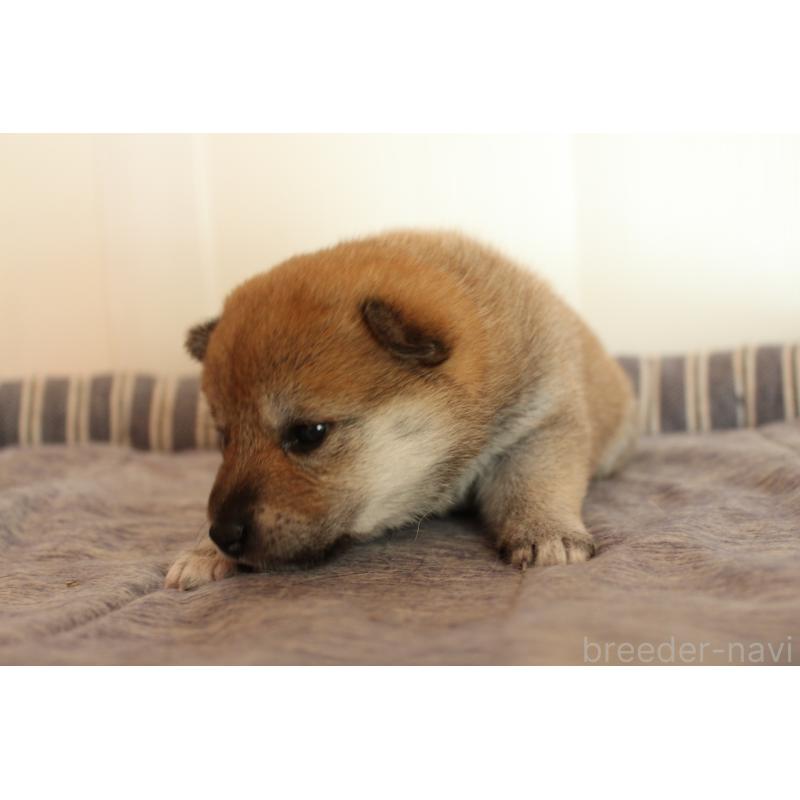 販売中の北海道の柴犬-415287の6枚目