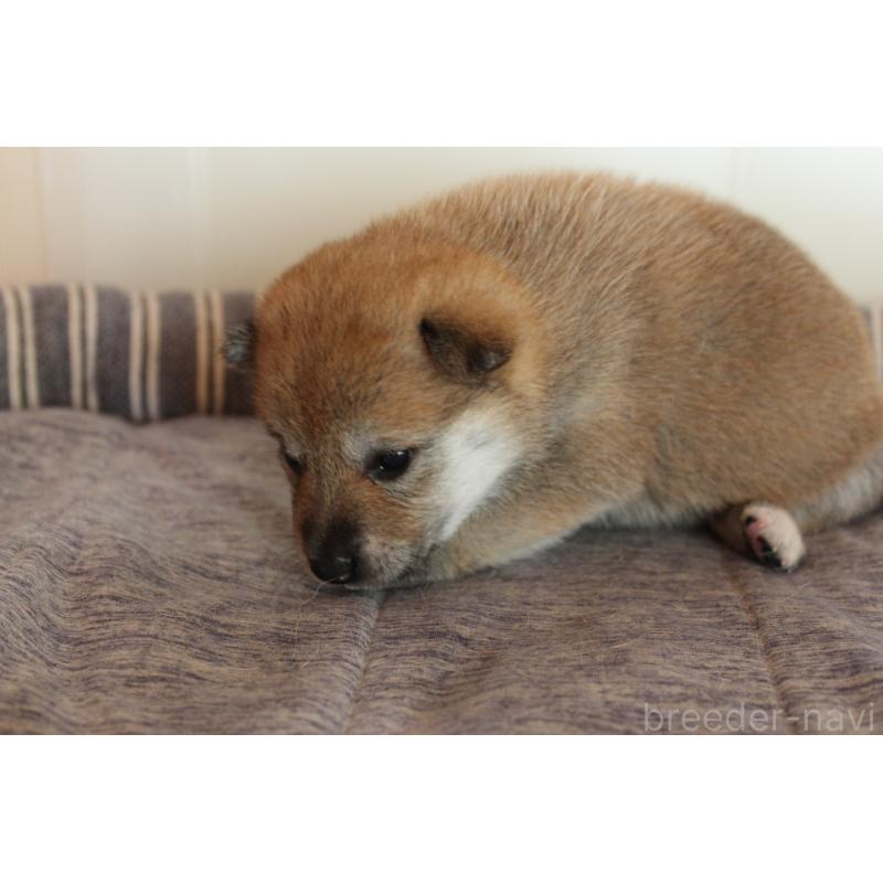 販売中の北海道の柴犬-415287の5枚目