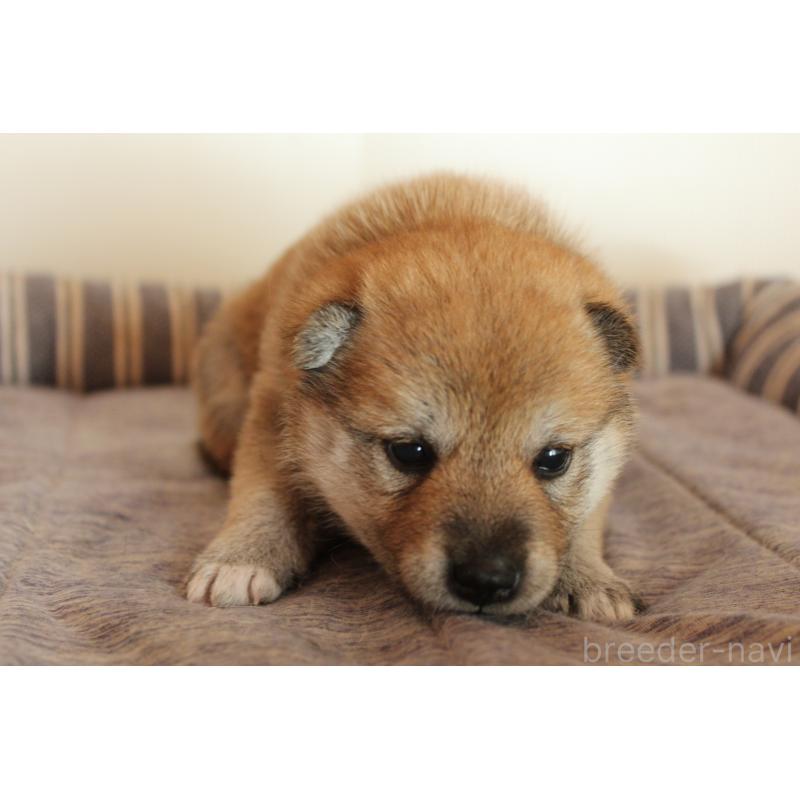 販売中の北海道の柴犬-415287の4枚目