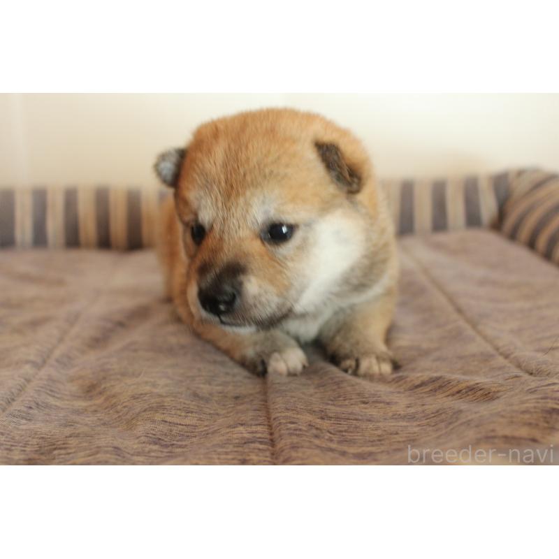 販売中の北海道の柴犬-415287の3枚目
