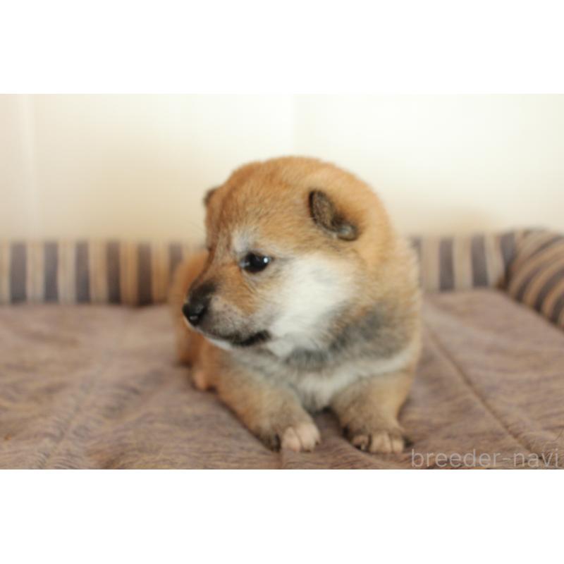 販売中の北海道の柴犬-415287の2枚目