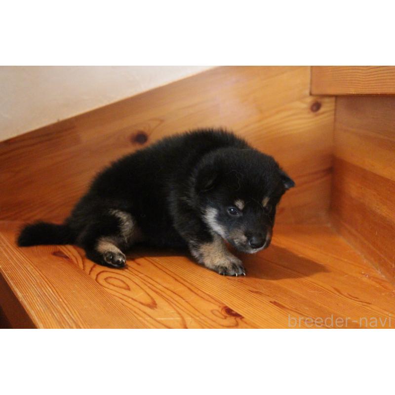 販売中の北海道の柴犬-415296の6枚目