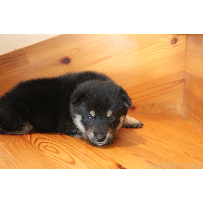 販売中の北海道の柴犬-415296の5枚目