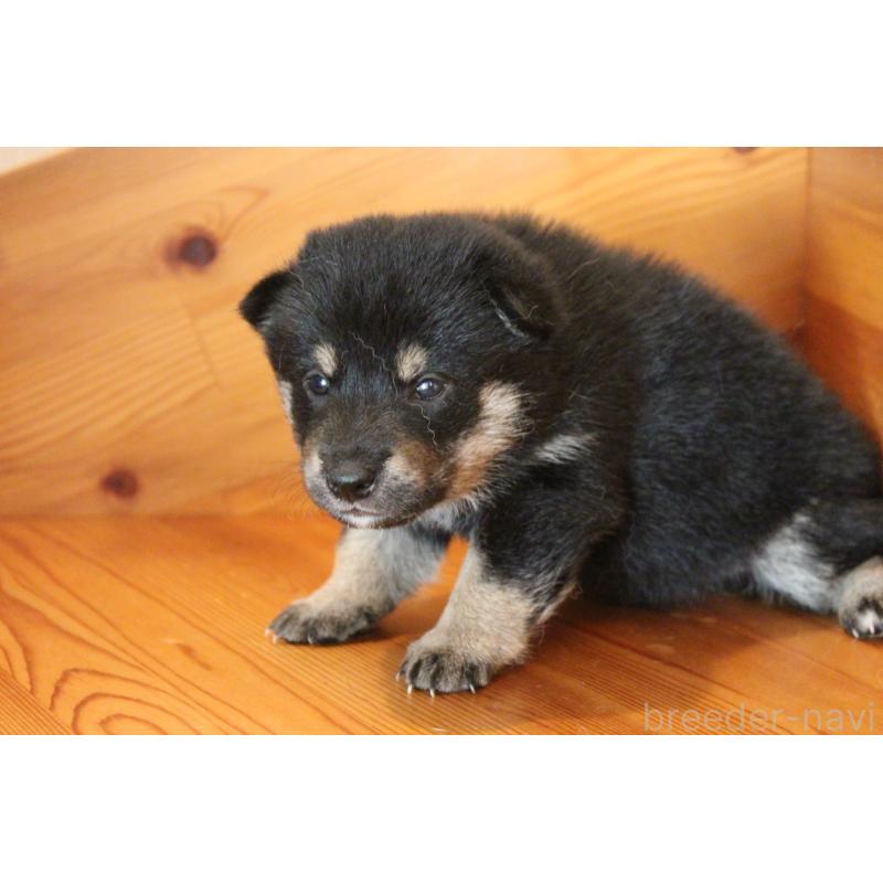販売中の北海道の柴犬-415296の4枚目