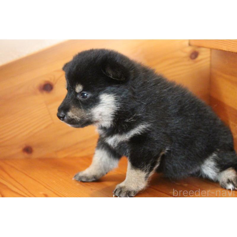 販売中の北海道の柴犬-415296の3枚目