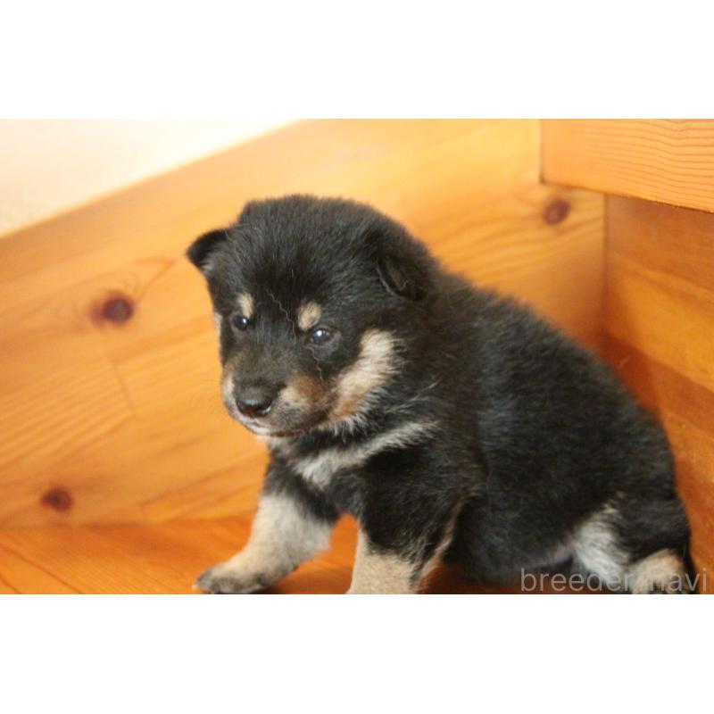 販売中の北海道の柴犬-415296の2枚目