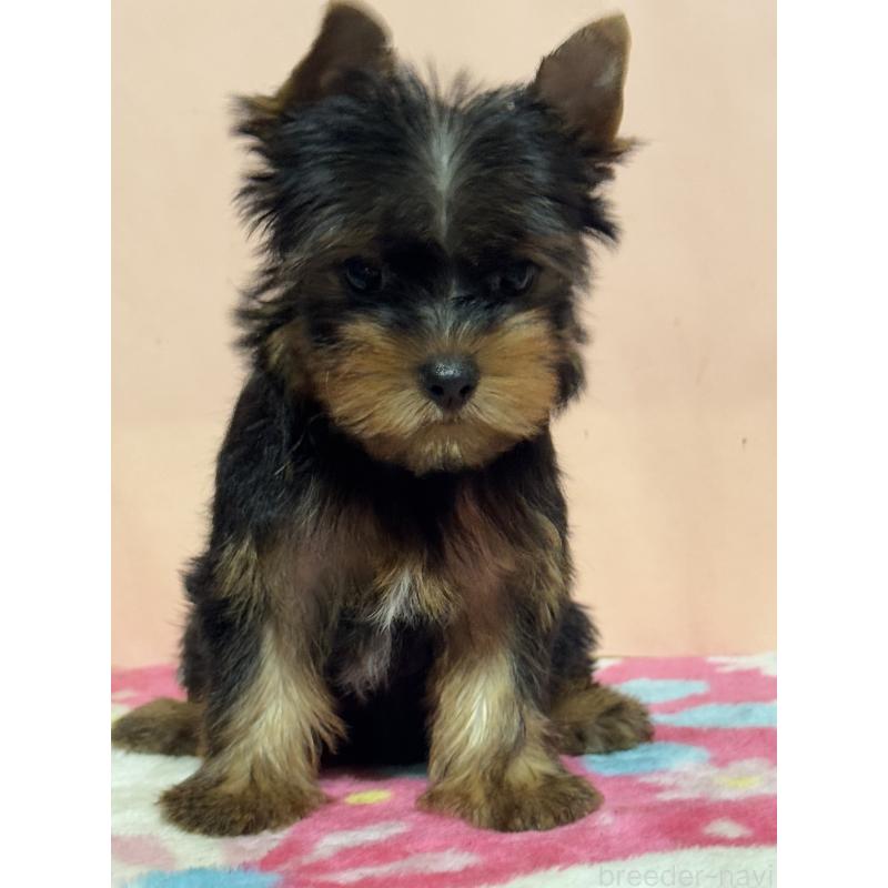 成約済の広島県のヨークシャーテリア-414908の3枚目