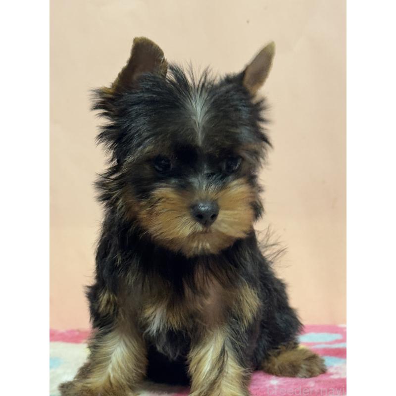 成約済の広島県のヨークシャーテリア-414908の2枚目