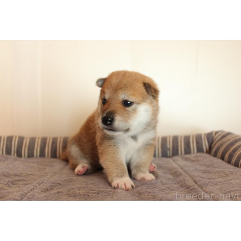 販売中の北海道の柴犬-415303の6枚目