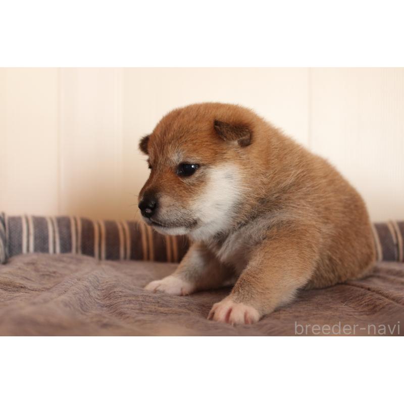 販売中の北海道の柴犬-415303の5枚目