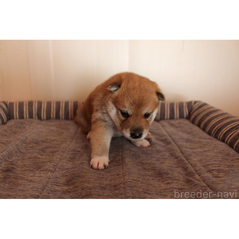販売中の北海道の柴犬-415303の4枚目
