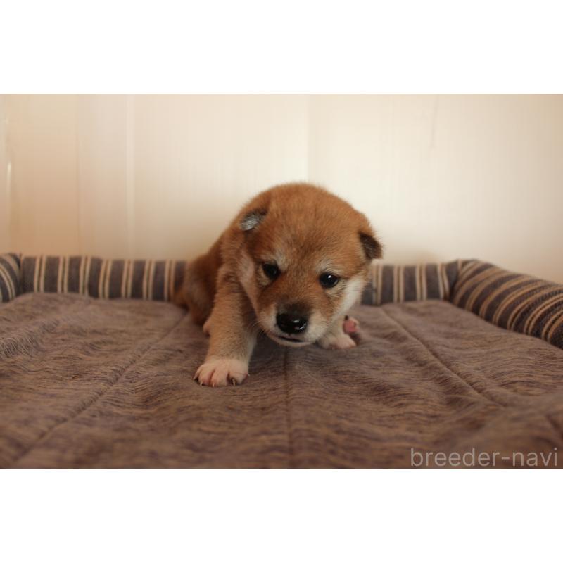 販売中の北海道の柴犬-415303の3枚目