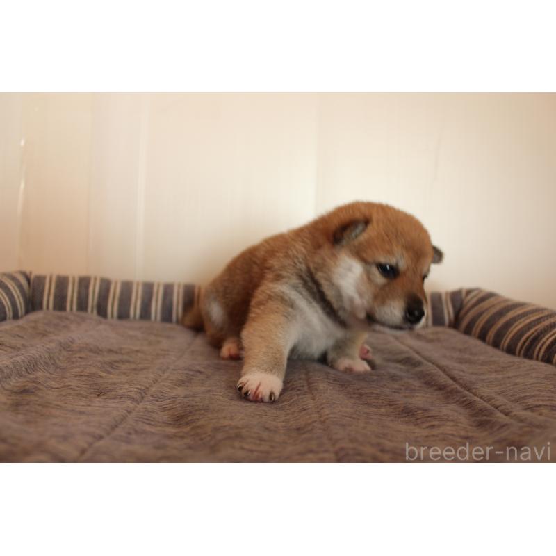 販売中の北海道の柴犬-415303の2枚目