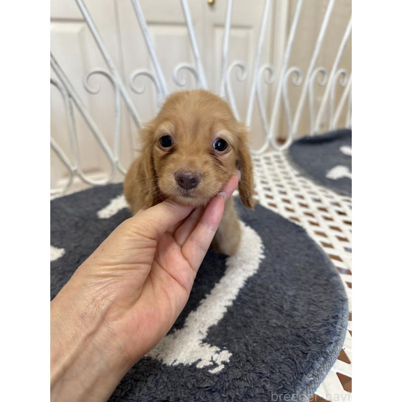 販売中の茨城県のカニンヘンダックスフンド(ロングヘアード)-415299