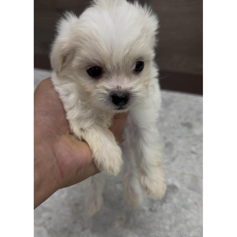 販売中の福岡県のミックス犬-415304の4枚目