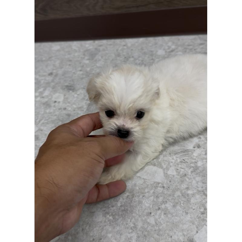 販売中の福岡県のミックス犬-415304の3枚目