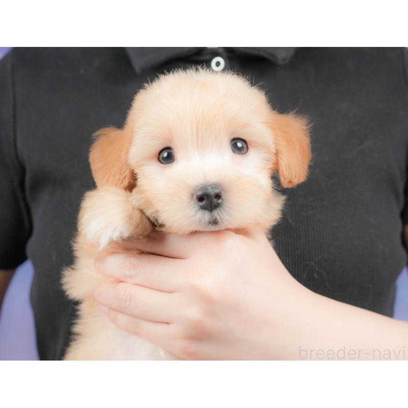 販売中の群馬県のマルプー:マルチーズ×トイプードル-415308の7枚目