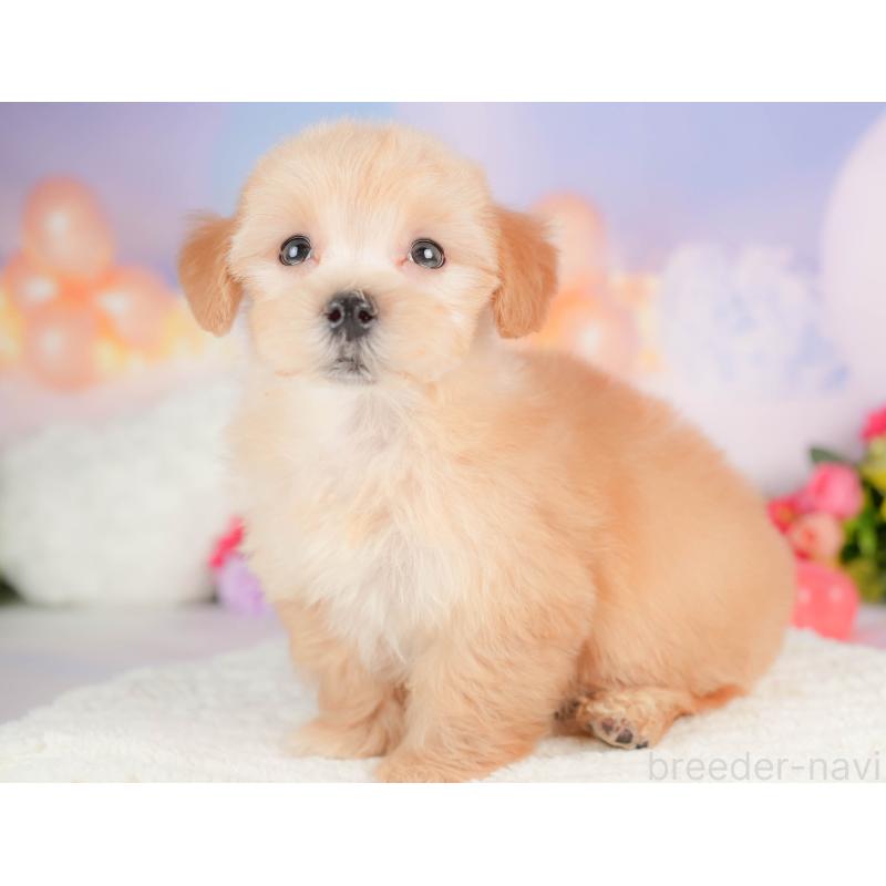 販売中の群馬県のマルプー:マルチーズ×トイプードル-415308の5枚目